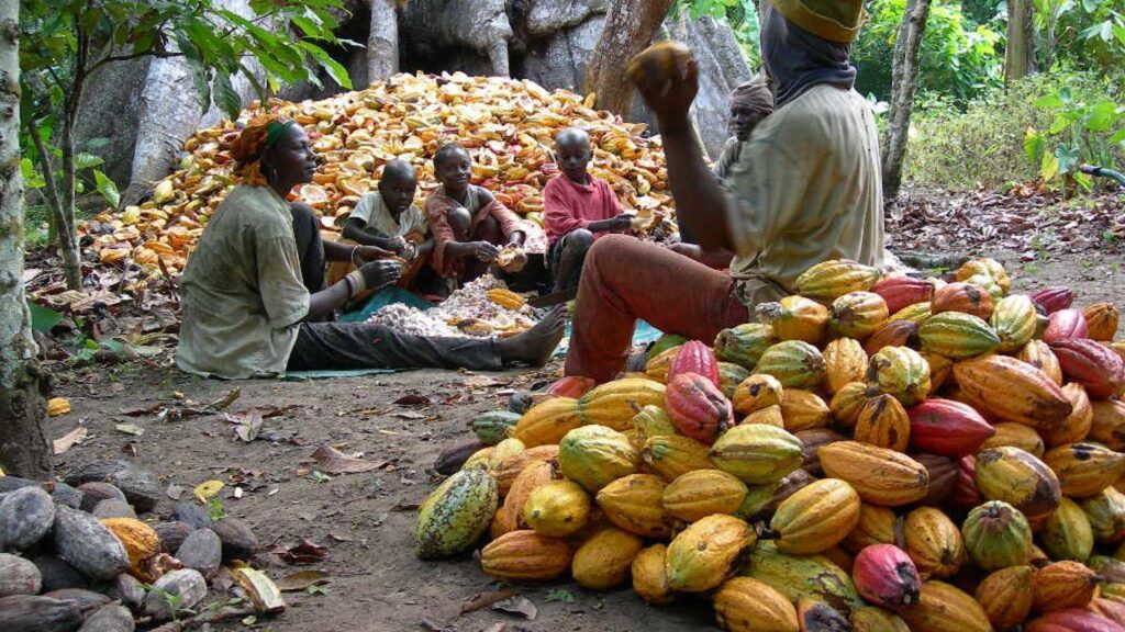 Export cocoa - group of people getting cocoa
