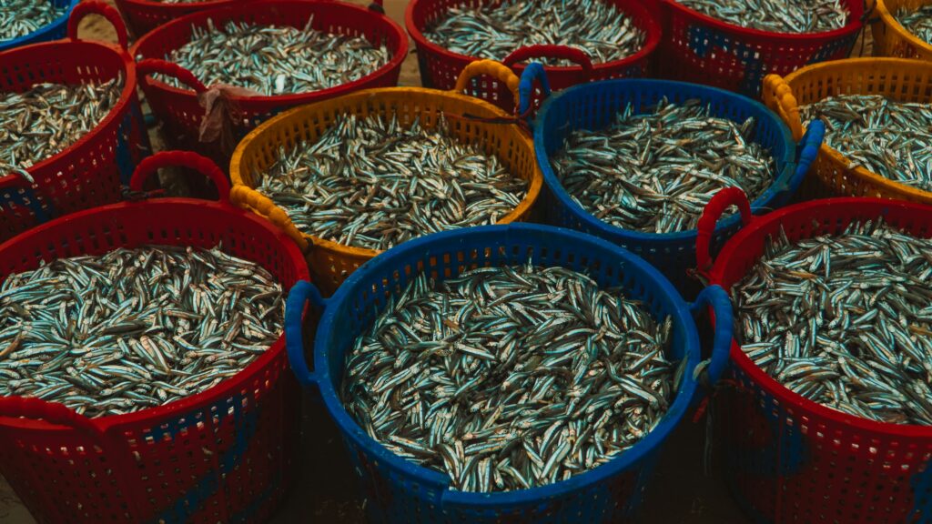 Fish farming - profitable agricultural businesses